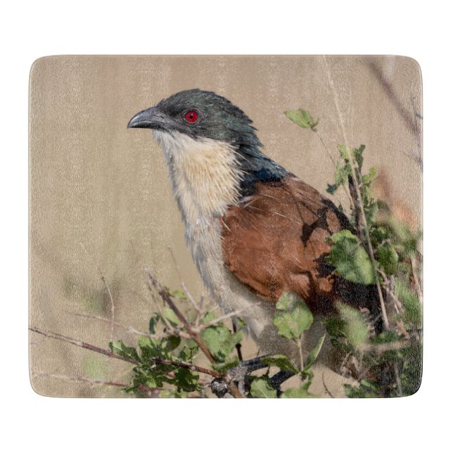 Burchell's Coucal Cutting Board (Front)