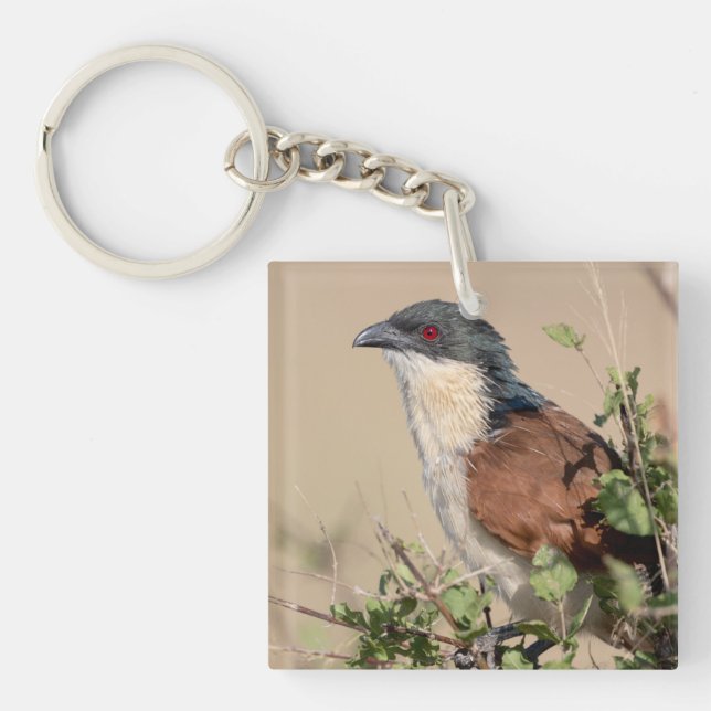 Burchell's Coucal Keychain (Front)