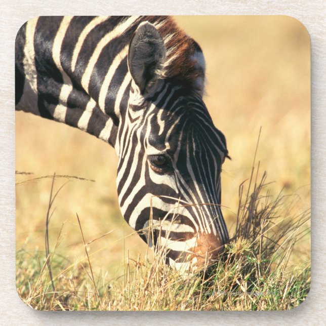 Burchell's zebra 2 drink coaster (Front)