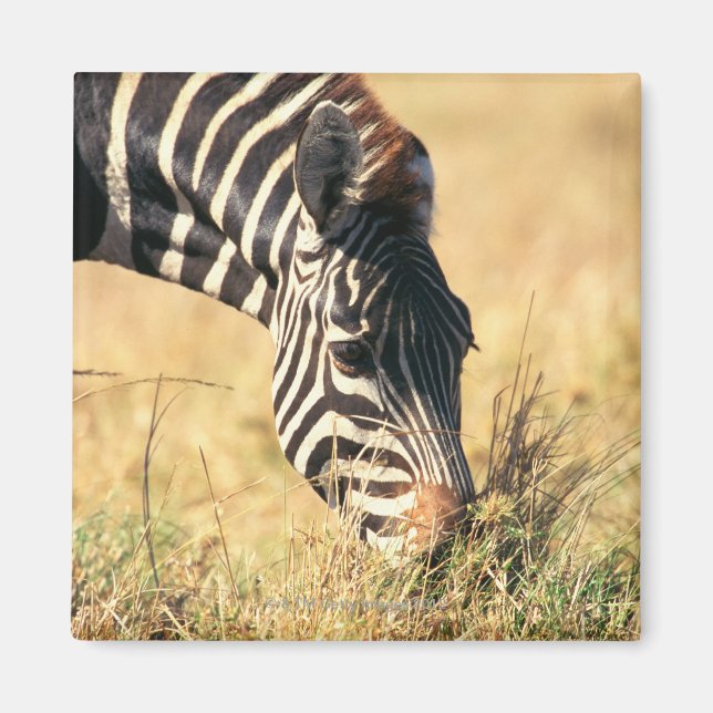 Burchell's zebra 2 magnet (Front)