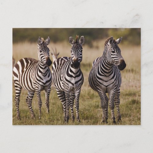 Burchells Zebra Equus burchellii Masai Mara Postcard