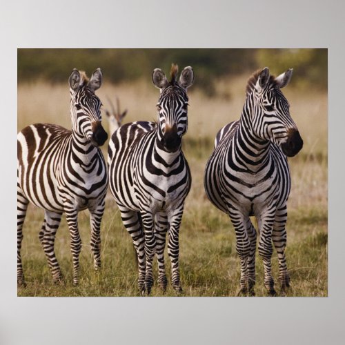 Burchells Zebra Equus burchellii Masai Mara Poster