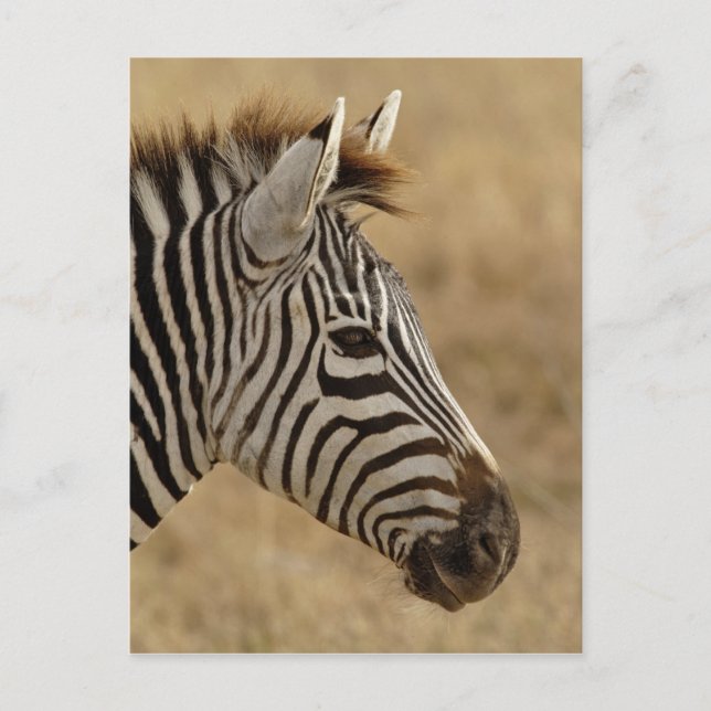 Burchell's Zebra, Equus burchellii, Ngorongoro Postcard (Front)