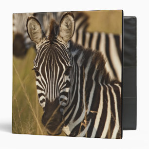 Burchell's Zebra in tall summer grass, Masai Binder