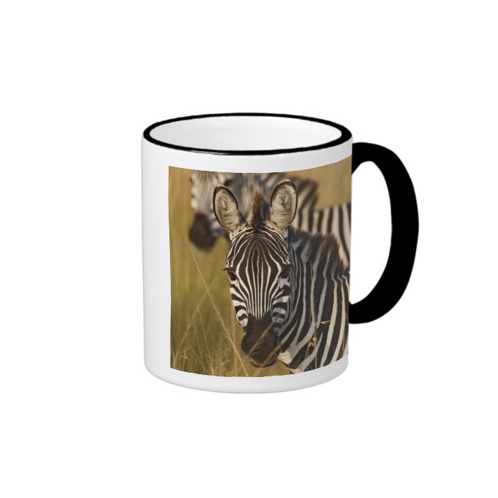 Burchell's Zebra in tall summer grass, Masai Mug