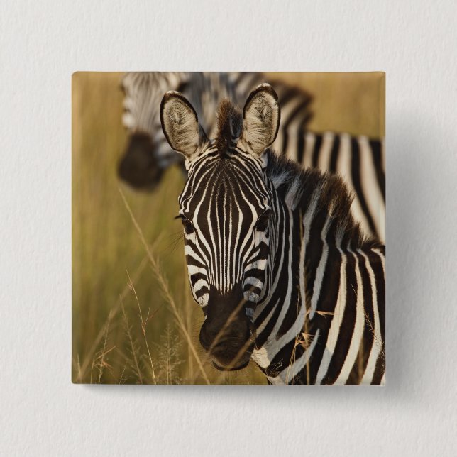 Burchell's Zebra in tall summer grass, Masai Pinback Button (Front)
