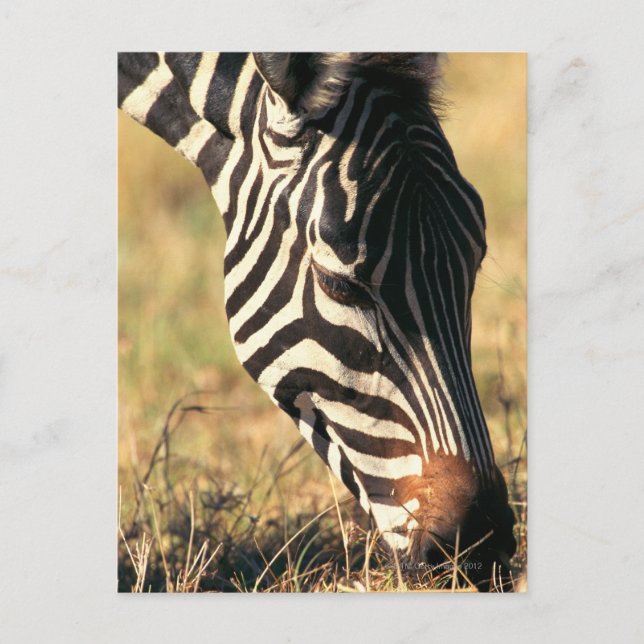 Burchell's zebra postcard (Front)