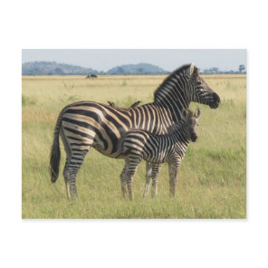 Burchell's zebra postcard, mother with foal postcard