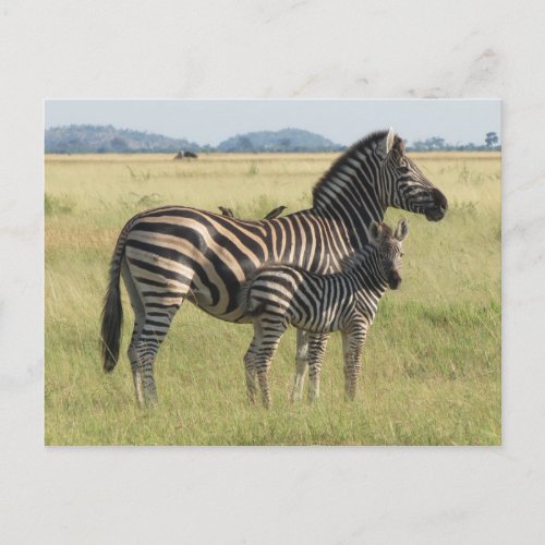 Burchells zebra postcard mother with foal postcard