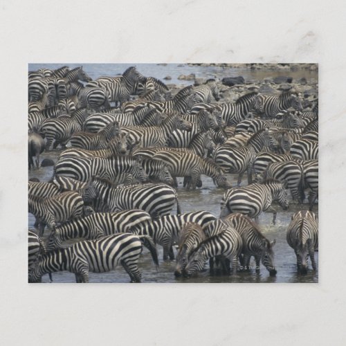 Burchells zebras Equus burchelli Masai Mara Postcard