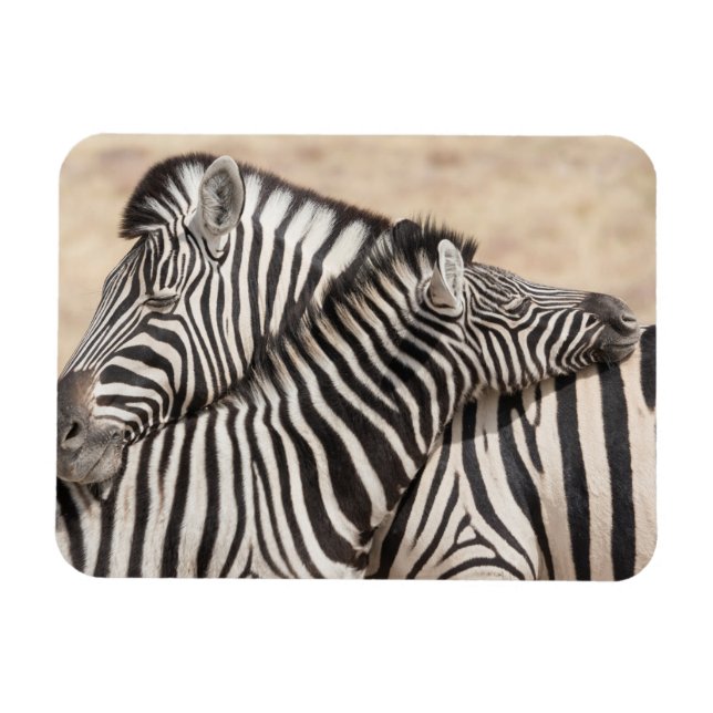 Burchell's Zebras Necking Magnet (Horizontal)