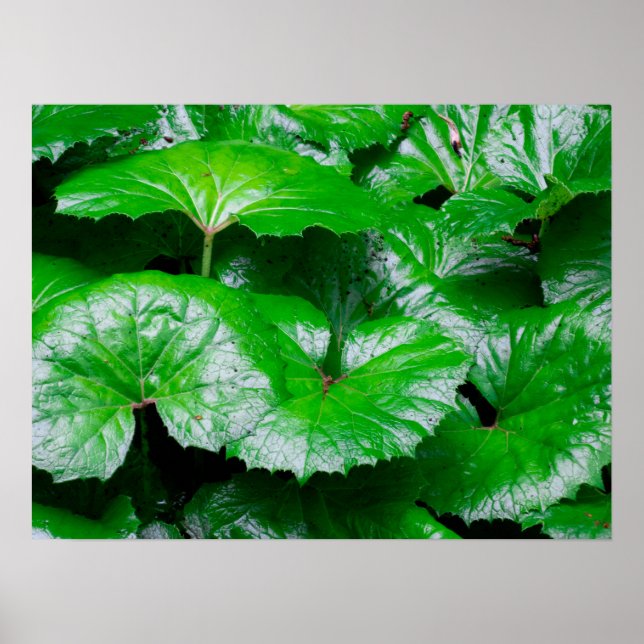 Burdock Leaves - Abstract Photo of Nature Poster (Front)