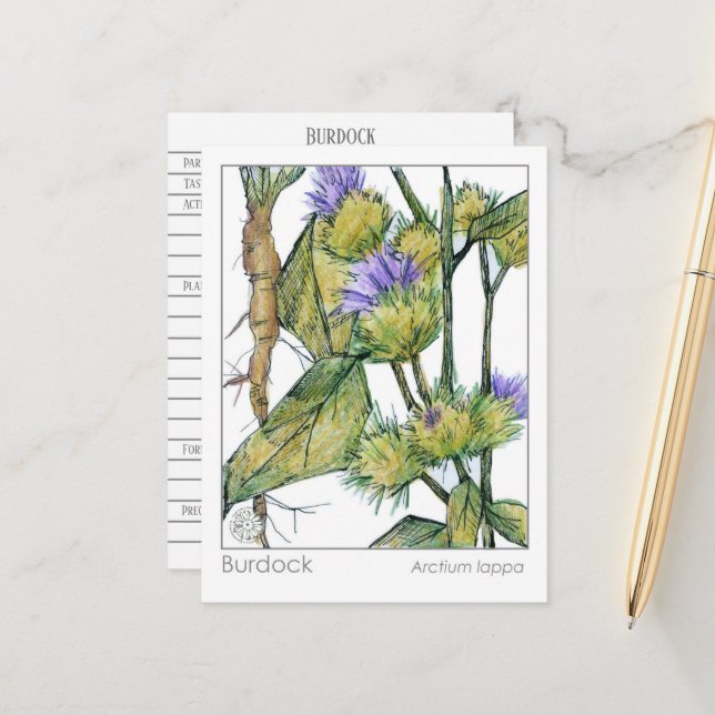 Burdock Materia Medica Herbal Plant Study Card  (Front/Back In Situ)