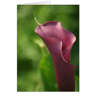 Burgandy Calla Lily