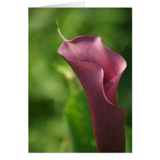 Burgandy Calla Lily (Front)