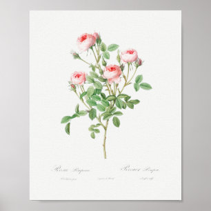 Burgundian Rose Vintage Floral Pink Roses Poster