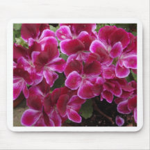 Burgundy Geranium