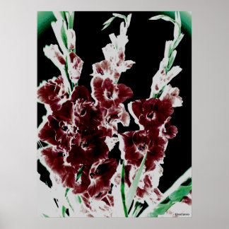 Burgundy Gladiolas by Lina Poster