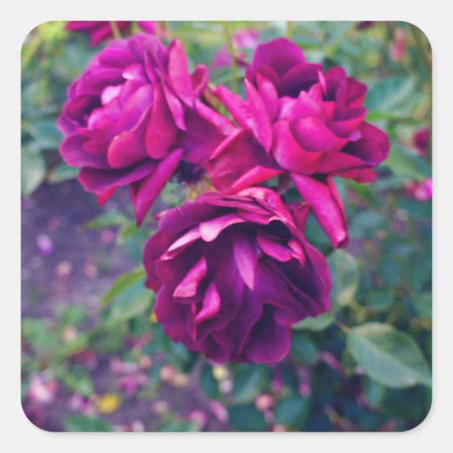 Burgundy Iceberg Rose #3 Stickers (Front)