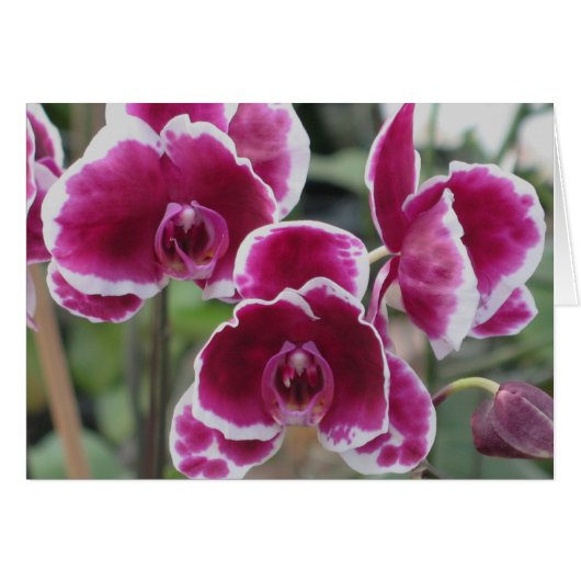 Burgundy Orchids Cards (Front Horizontal)