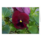 Burgundy Pansy (Front Horizontal)