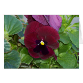 Burgundy Pansy Cards