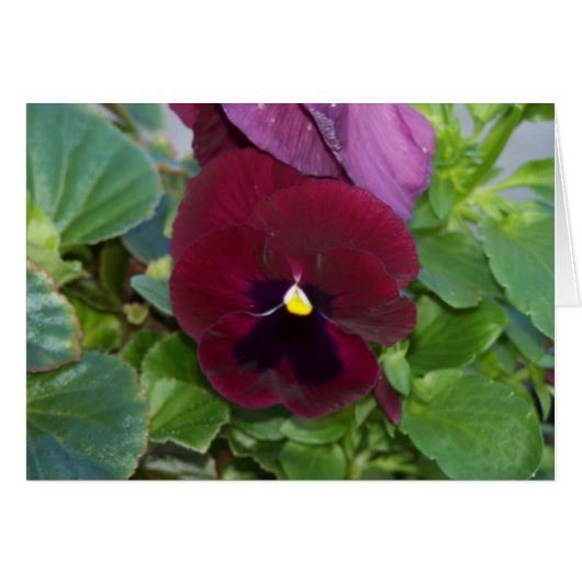 Burgundy Pansy Cards (Front Horizontal)
