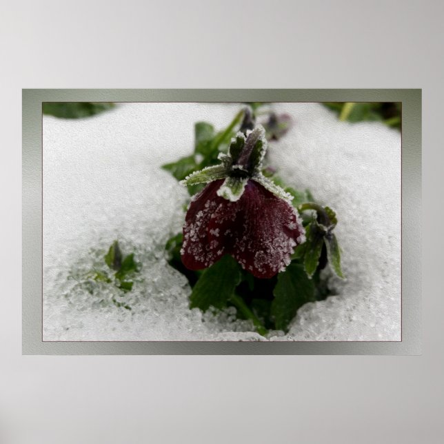 Burgundy pansy poster (Front)