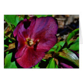 Burgundy Pink Lenten Rose (Front Horizontal)