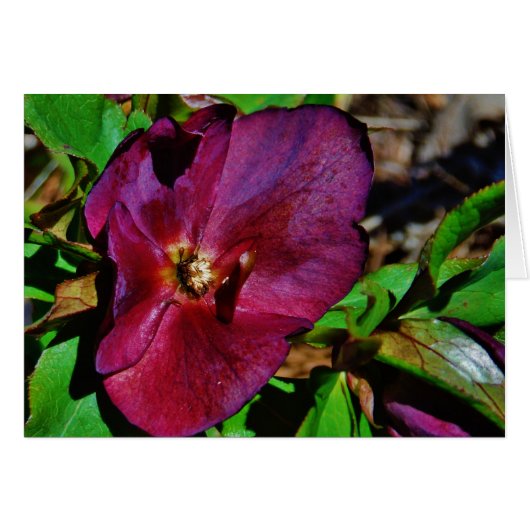 Burgundy Pink Lenten Rose (Front Horizontal)
