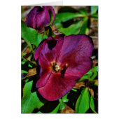 Burgundy Pink Lenten Rose (Front)