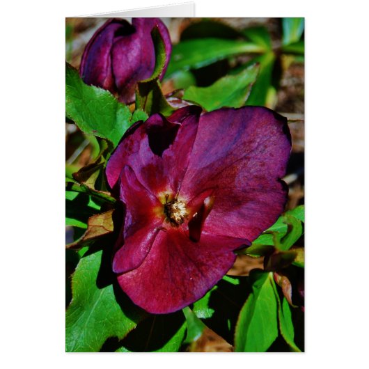 Burgundy Pink Lenten Rose (Front)