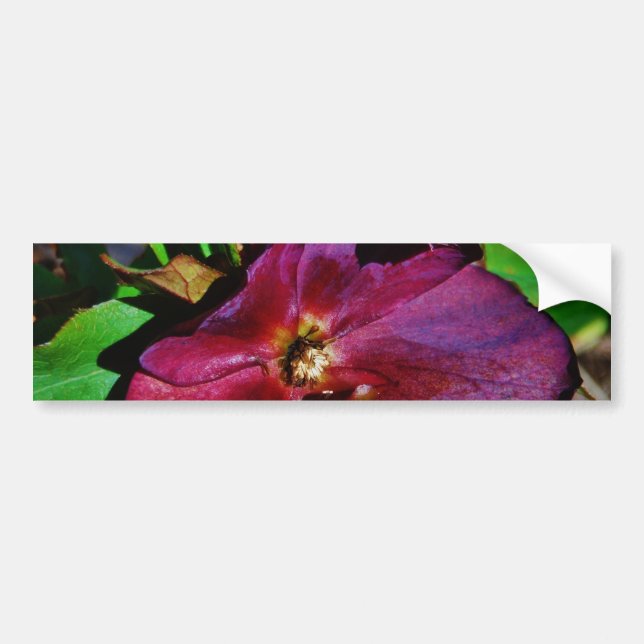 Burgundy Pink Lenten Rose Bumper Sticker (Front)