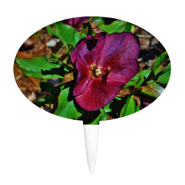 Burgundy Pink Lenten Rose Cake Topper (Front)