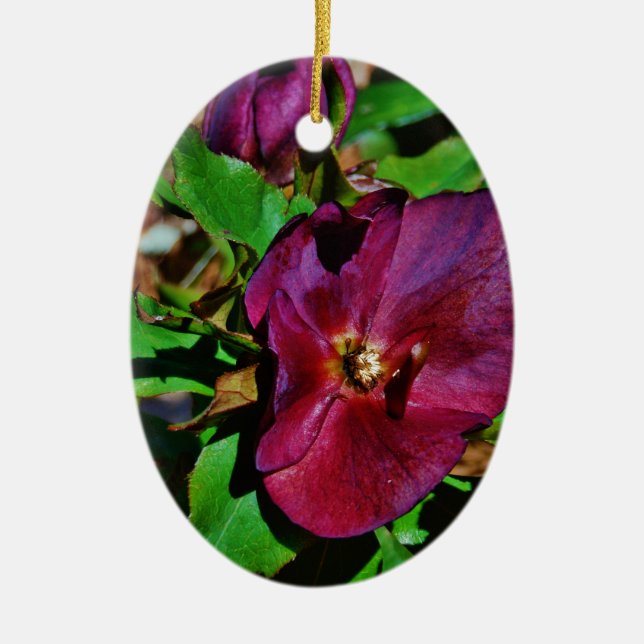 Burgundy Pink Lenten Rose Ceramic Ornament (Front)