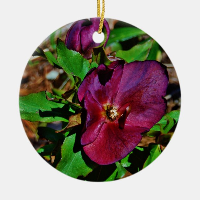 Burgundy Pink Lenten Rose Ceramic Ornament (Front)