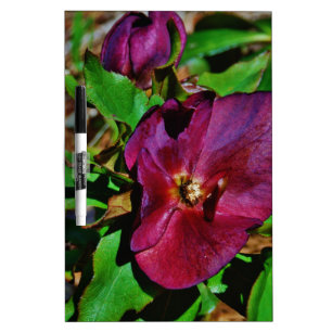 Burgundy Pink Lenten Rose Dry-Erase Board