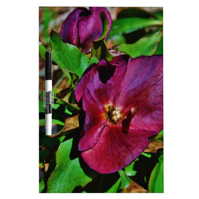 Burgundy Pink Lenten Rose Dry-Erase Board (Front)