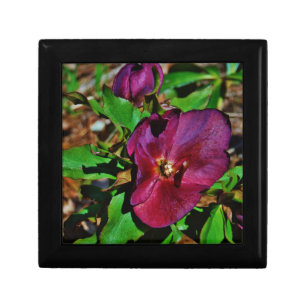 Burgundy Pink Lenten Rose Keepsake Box