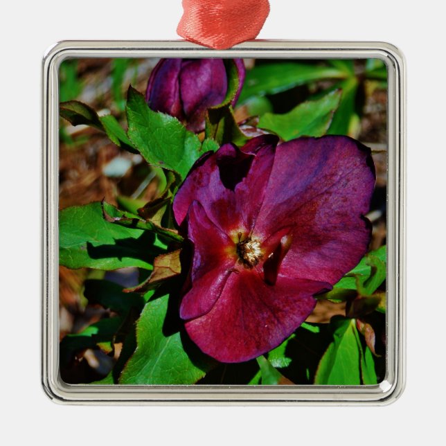 Burgundy Pink Lenten Rose Metal Ornament (Front)