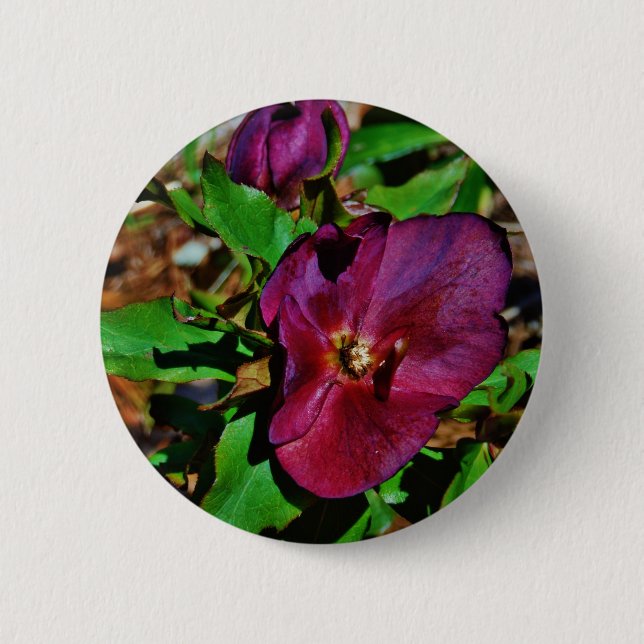 Burgundy Pink Lenten Rose Pinback Button (Front)