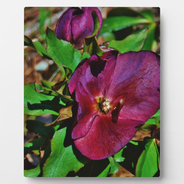 Burgundy Pink Lenten Rose Plaque (Front)