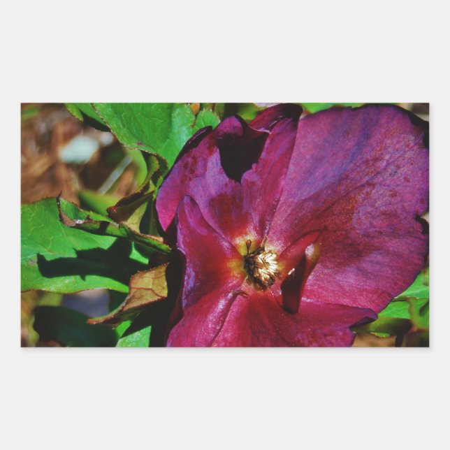Burgundy Pink Lenten Rose Rectangular Sticker (Front)