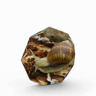Burgundy Roman Edible Snail Helix Pomatia Award