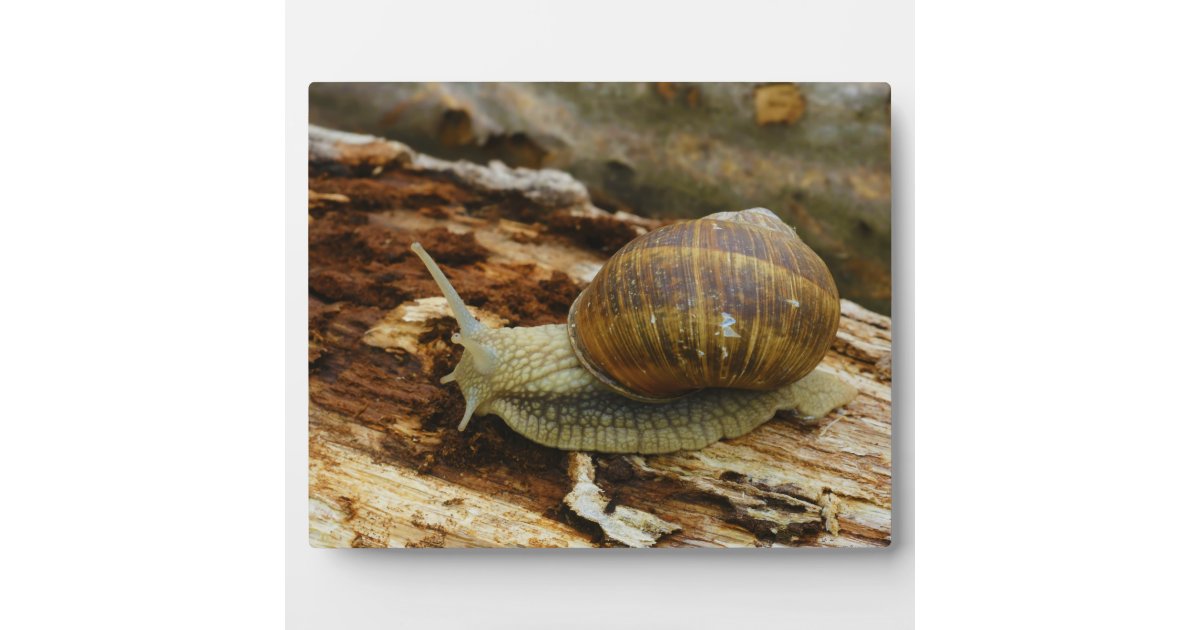 Escargot Snail Shells (12 Count)