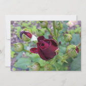 Burgundy rose after rain (Front)