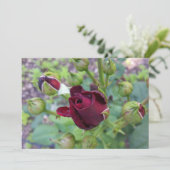 Burgundy rose after rain (Standing Front)