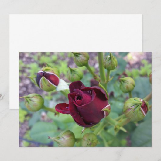 Burgundy rose after rain (Front/Back)