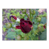 Burgundy rose after rain (Front Horizontal)