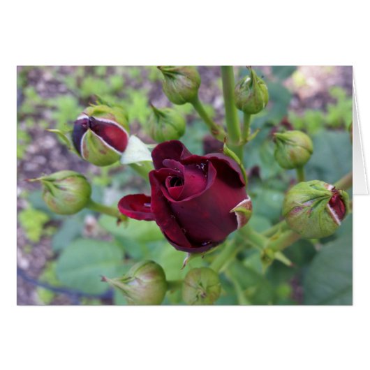 Burgundy rose after rain (Front Horizontal)